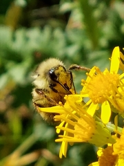 Bombus vancouverensis