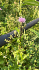 Cirsium arvense