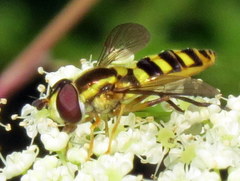 Epistrophella emarginata