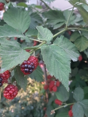 Rubus
