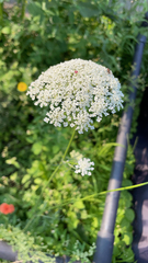 Daucus carota