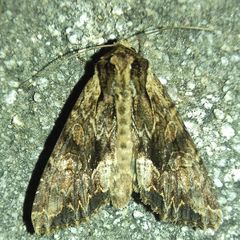 Noctuidae