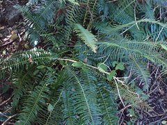 Blechnum capense