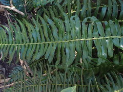 Blechnum capense
