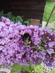 Bombus