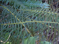 Blechnum capense