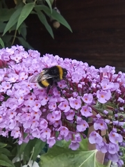 Bombus