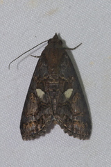 Lophoptera illucida