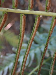 Blechnum capense