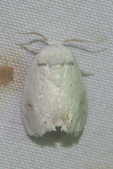 Niphopyralis