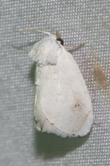 Niphopyralis