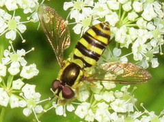 Epistrophella emarginata