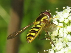 Epistrophella emarginata