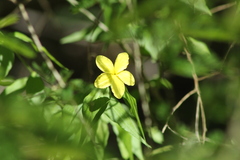 Haplophyton cimicidum