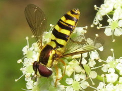 Epistrophella emarginata