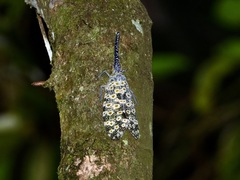 Pyrops oculatus