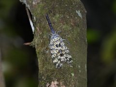 Pyrops oculatus