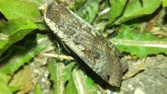 Noctuidae