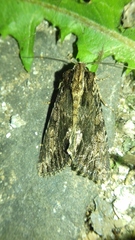 Noctuidae