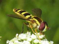 Epistrophella emarginata