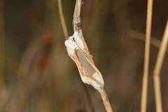 Cucullia argentina