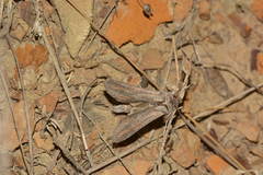 Cucullia dracunculi