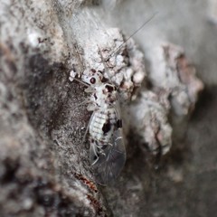 Psocus leidyi