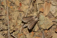 Cucullia mixta