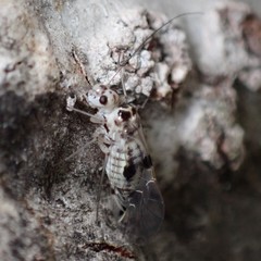 Psocus leidyi