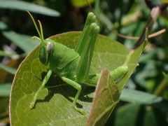 Schistocerca serialis cubense