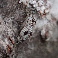 Psocus leidyi