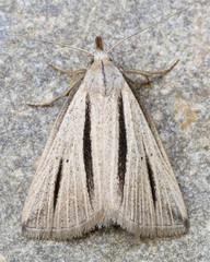 Macrochilo bivittata