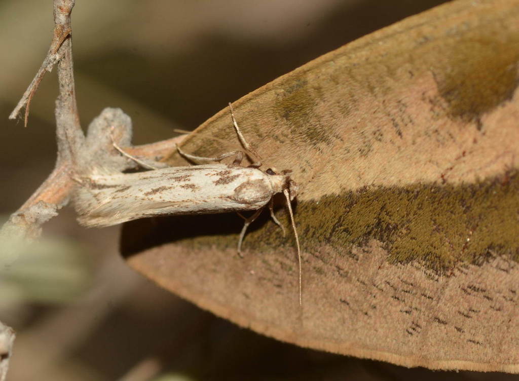 Metanarsia incertella