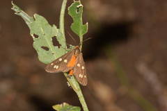 Dysauxes punctata
