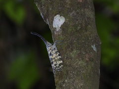 Pyrops oculatus
