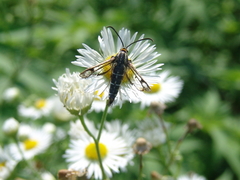 Pyropteron triannuliformis