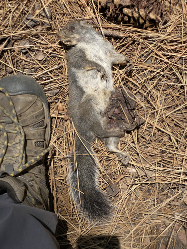 iNaturalist observation photo of Douglas's Squirrel