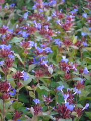 Ceratostigma