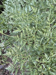 Ligusticum porteri