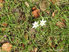 Ornithogalum baeticum