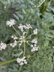 Ligusticum porteri