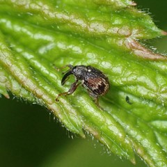 Anthonomus signatus