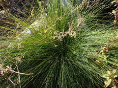 Ficinia fascicularis