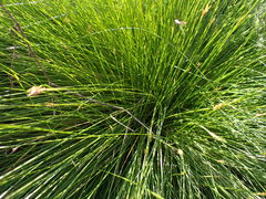 Ficinia fascicularis