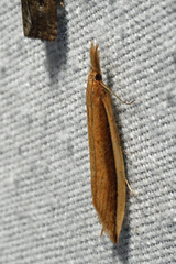 Donacaula albicostellus