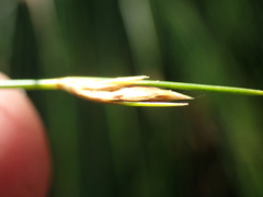 Ficinia fascicularis