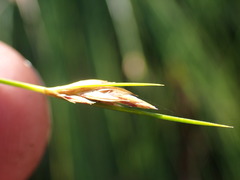 Ficinia fascicularis