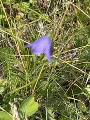 Campanula intercedens