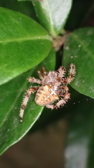 Araneus pallidus