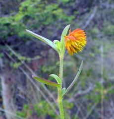 Allmania nodiflora